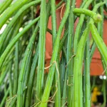 Patyczak, ripsalis (Rhipsalis Selenicereus Wercklei) 65cm