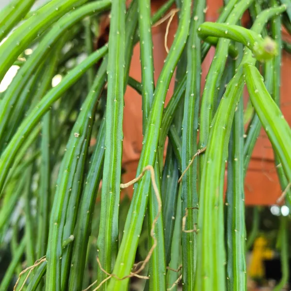 Patyczak, ripsalis (Rhipsalis Selenicereus Wercklei) 65cm