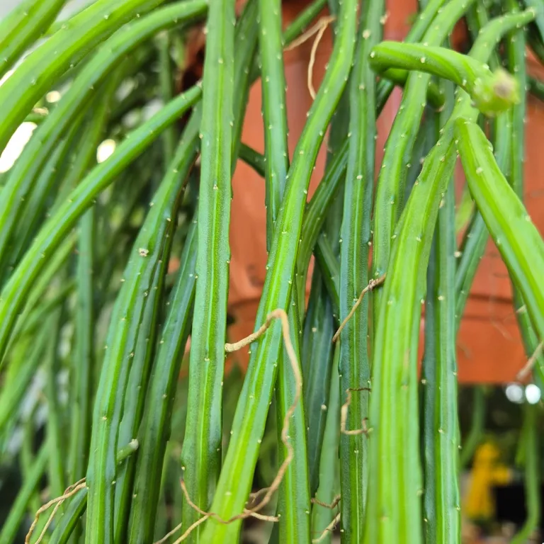 Patyczak, ripsalis (Rhipsalis Selenicereus Wercklei) 65cm