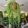 Rhipsalis-patyczak-wiszacy-Selenicereus