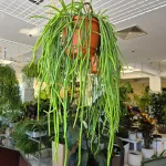 Patyczak, ripsalis (Rhipsalis Selenicereus Wercklei) 65cm