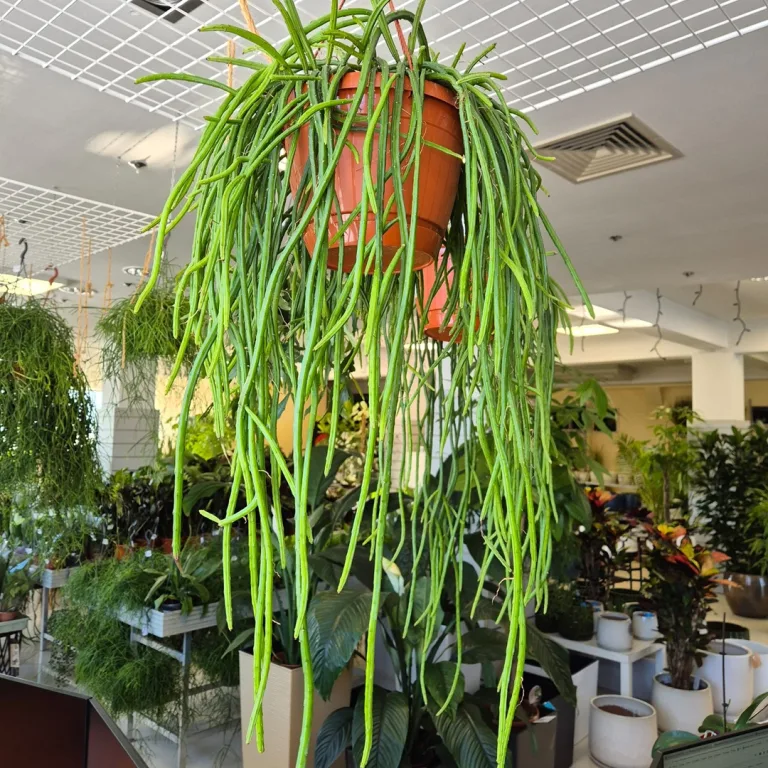 Patyczak, ripsalis (Rhipsalis Selenicereus Wercklei) 65cm