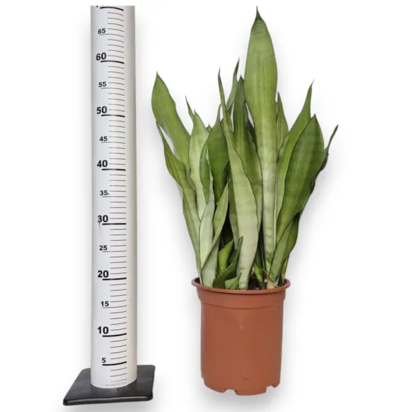 Sansewieria gwinejska (Sansevieria trifasciata 'Moonshine') 60cm