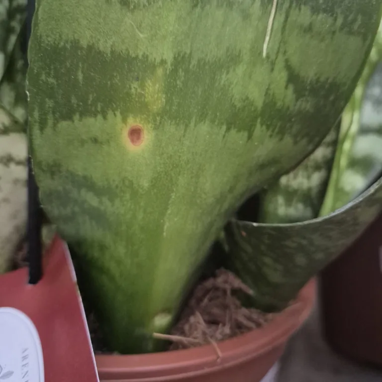 Sansewieria gwinejska (Sansevieria trifasciata 'Moonshine') 60cm