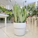 Sansewieria gwinejska (Sansevieria trifasciata 'Moonshine') 60cm