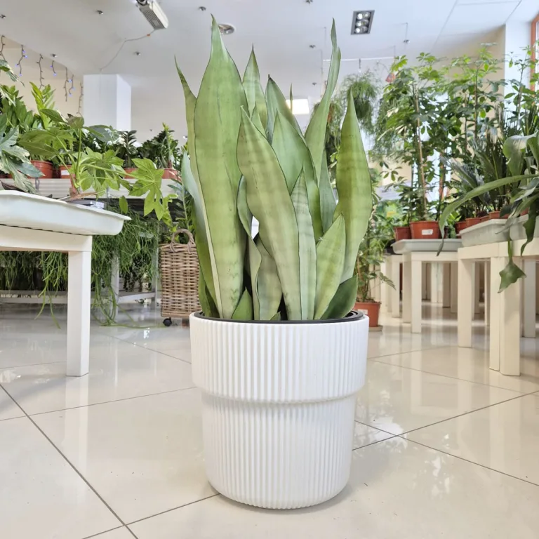 Sansewieria gwinejska (Sansevieria trifasciata 'Moonshine') 60cm