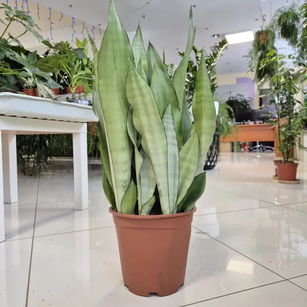 Sansewieria gwinejska (Sansevieria trifasciata 'Moonshine') 60cm