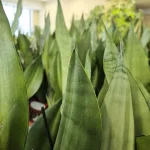 Sansewieria gwinejska (Sansevieria trifasciata 'Moonshine') 60cm