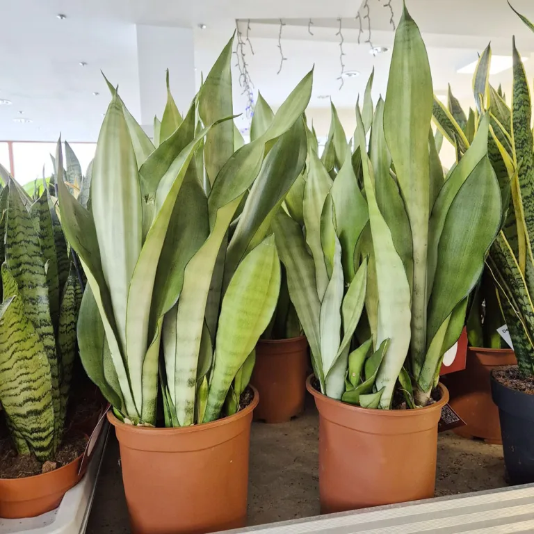 Sansewieria gwinejska (Sansevieria trifasciata 'Moonshine') 60cm
