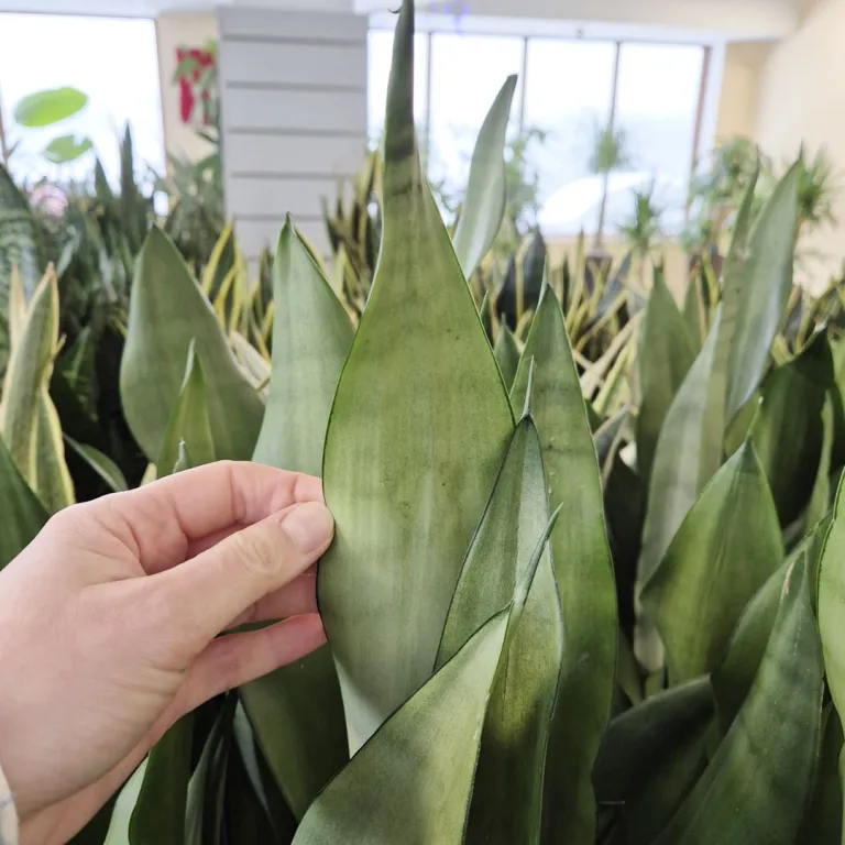 Sansewieria gwinejska (Sansevieria trifasciata 'Moonshine') 60cm