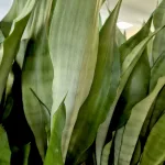 Sansewieria gwinejska (Sansevieria trifasciata 'Moonshine') 60cm