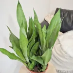 Sansewieria gwinejska (Sansevieria trifasciata 'Moonshine') 60cm