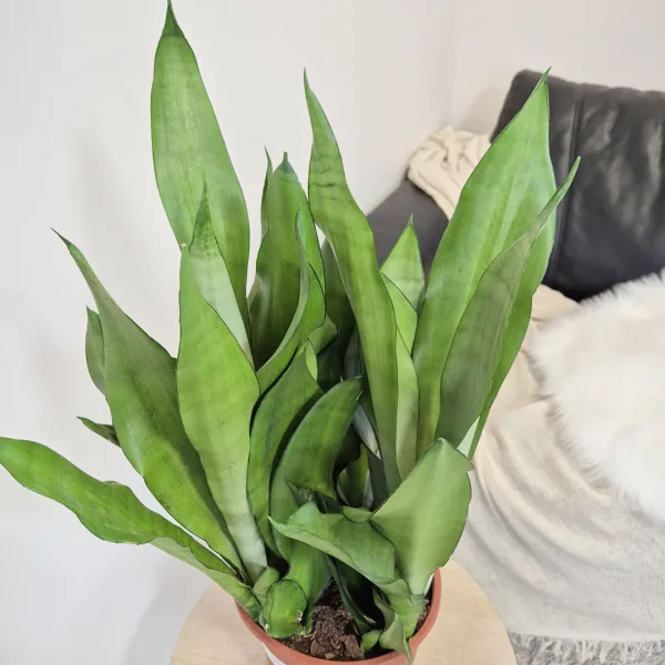Sansewieria gwinejska (Sansevieria trifasciata 'Moonshine') 60cm