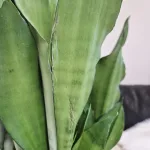 Sansewieria gwinejska (Sansevieria trifasciata 'Moonshine') 60cm