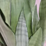 Sansewieria gwinejska (Sansevieria trifasciata 'Moonshine') 60cm