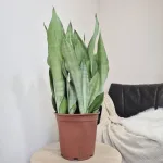 Sansewieria gwinejska (Sansevieria trifasciata 'Moonshine') 60cm
