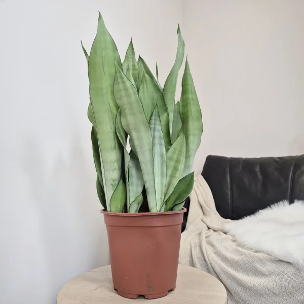Sansewieria gwinejska (Sansevieria trifasciata 'Moonshine') 60cm