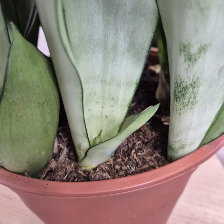 Sansewieria gwinejska (Sansevieria trifasciata 'Moonshine') 60cm