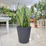 Sansewieria gwinejska (Sansevieria trifasciata 'Moonshine') 60cm