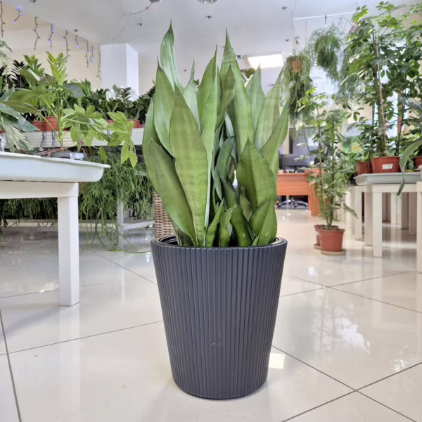 Sansewieria gwinejska (Sansevieria trifasciata 'Moonshine') 60-65cm