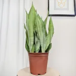 Sansewieria gwinejska (Sansevieria trifasciata 'Moonshine') 60cm