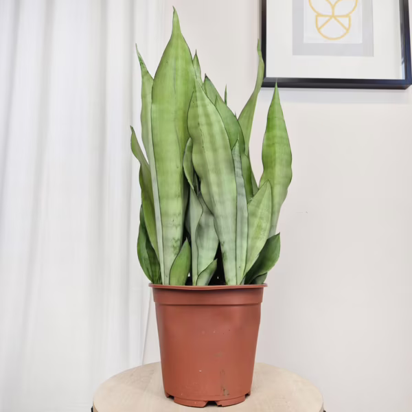 Sansewieria gwinejska (Sansevieria trifasciata 'Moonshine') 60cm