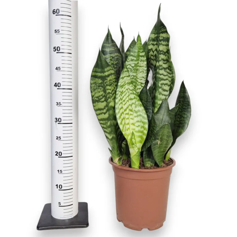 Sansewieria gwinejska (Sansevieria trifasciata 'Black Coral') 60cm