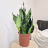 Sansewieria gwinejska (Sansevieria trifasciata 'Black Coral’)