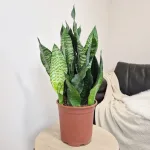 Sansewieria gwinejska (Sansevieria trifasciata 'Black Coral') 60cm