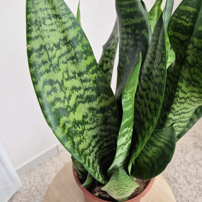 Sansewieria gwinejska (Sansevieria trifasciata 'Black Coral') 60cm