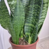Sansewieria gwinejska (Sansevieria trifasciata 'Black Coral’)