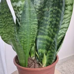 Sansewieria gwinejska (Sansevieria trifasciata 'Black Coral') 60cm