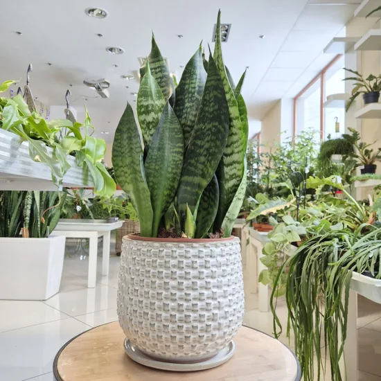 Sansewieria gwinejska (Sansevieria trifasciata 'Black Coral’)