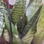 Sansewieria gwinejska (Sansevieria trifasciata 'Black Coral') 60cm