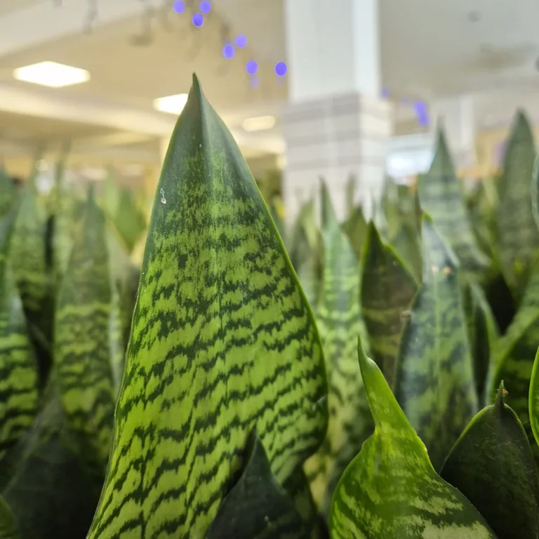 Sansewieria gwinejska (Sansevieria trifasciata 'Black Coral') 60cm