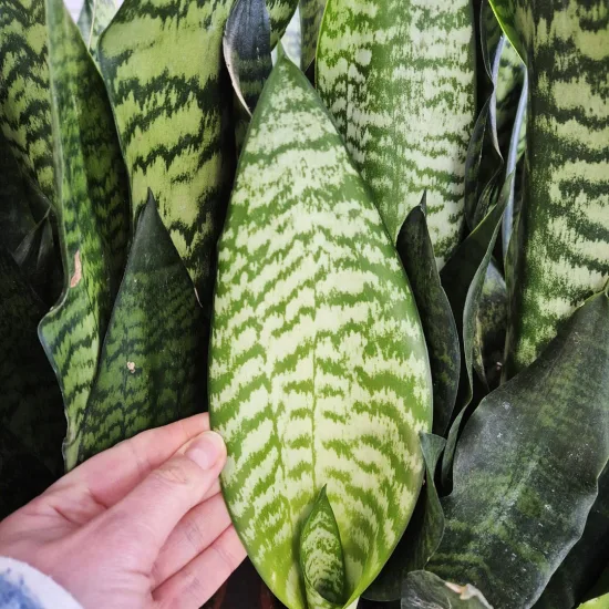 Sansewieria gwinejska (Sansevieria trifasciata 'Black Coral’)