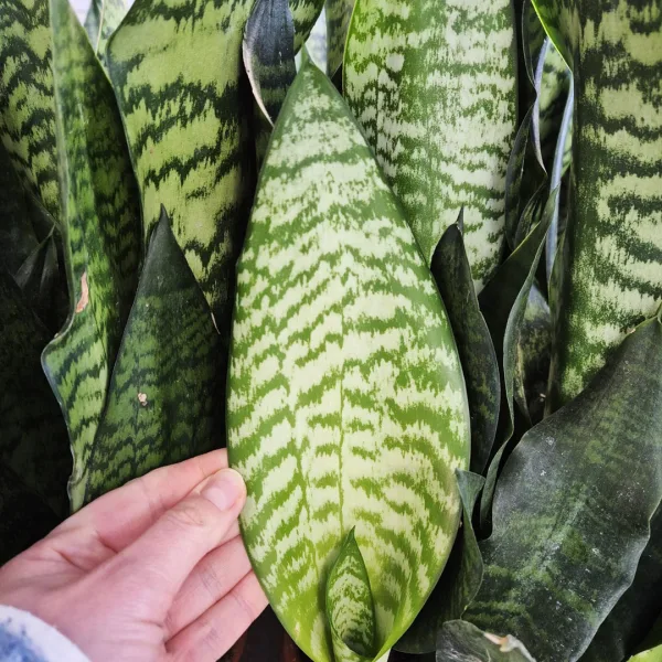 Sansewieria gwinejska (Sansevieria trifasciata 'Black Coral') 60cm