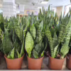 Sansewieria gwinejska (Sansevieria trifasciata 'Black Coral’) (2)