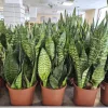 Sansewieria gwinejska (Sansevieria trifasciata 'Black Coral’) (2)