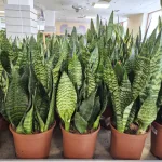 Sansewieria gwinejska (Sansevieria trifasciata 'Black Coral') 60cm