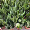 Sansewieria gwinejska (Sansevieria trifasciata 'Black Coral’)