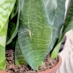 Sansewieria gwinejska (Sansevieria trifasciata 'Black Coral') 60cm