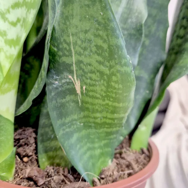 Sansewieria gwinejska (Sansevieria trifasciata 'Black Coral') 60cm