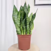 Sansewieria gwinejska (Sansevieria trifasciata 'Black Coral’)