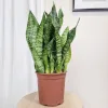 Sansewieria gwinejska (Sansevieria trifasciata 'Black Coral’)