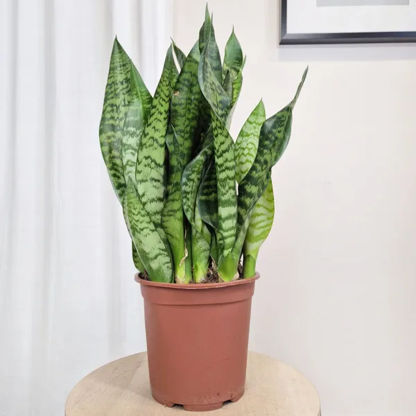 Sansewieria gwinejska (Sansevieria trifasciata 'Black Coral') 60cm