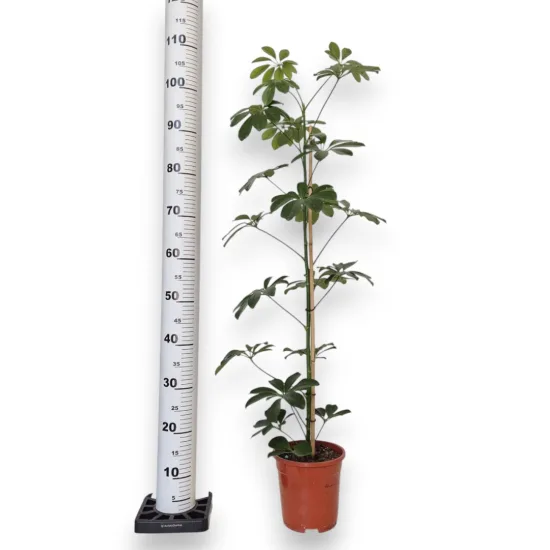 Szeflera drzewkowata (Schefflera arbolicora 'Compacta’) 110cm