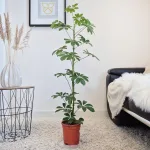 Szeflera drzewkowata (Schefflera arbolicora 'Compacta') 110cm