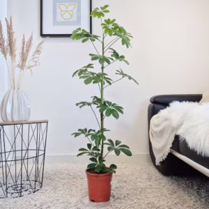 Szeflera drzewkowata (Schefflera arbolicora 'Compacta') 110cm