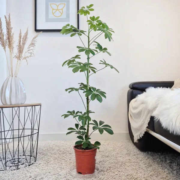 Szeflera drzewkowata (Schefflera arbolicora 'Compacta') 110cm